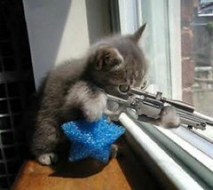 [Image: sniper-kitten.jpg]